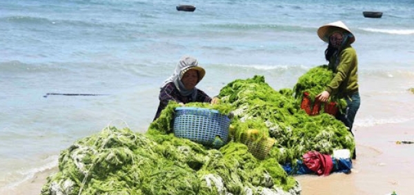 Development of a green economy in Vietnam in the context of global climate change