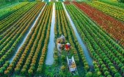 Vận dụng tư tưởng Hồ Chí Minh vào phát triển nông nghiệp Việt Nam hiện nay