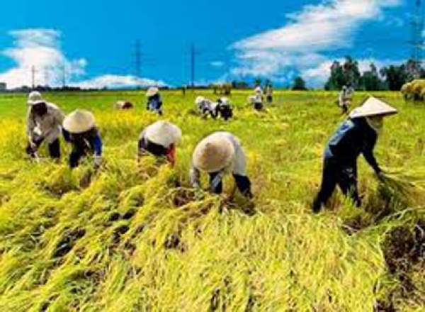 Một số vấn đề đặt ra đối với giai cấp nông dân Việt Nam hiện nay