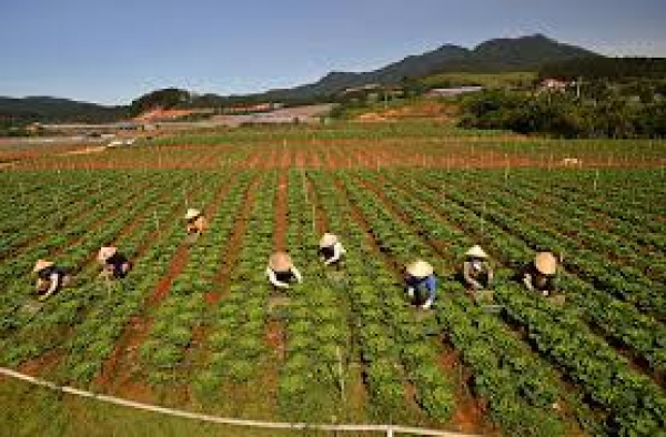 Kiến nghị chính sách nhằm thúc đẩy hợp tác xã nông nghiệp chuyển đổi theo Luật Hợp tác xã năm 2012