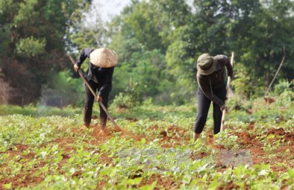 Quản lý, sử dụng đất của nông, lâm trường ở Đắk Lắk -  thực trạng, vấn đề đặt ra và giải pháp