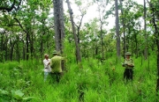 Quản lý nhà nước về tài nguyên rừng (qua thực tiễn tỉnh Nghệ An)