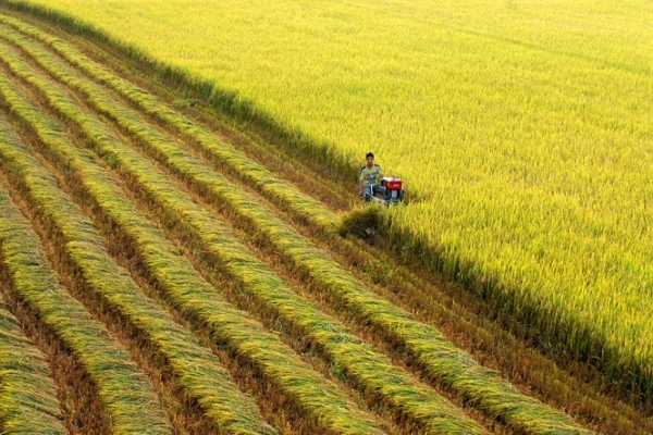 Một số kinh nghiệm tái cơ cấu sản xuất nông nghiệp ở tỉnh Đồng Tháp
